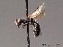  ( - BC ZSM HYM 08916)  @11 [ ] CreativeCommons - Attribution Non-Commercial Share-Alike (2010) Stefan Schmidt SNSB, Zoologische Staatssammlung Muenchen