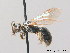  (Lasioglossum marginellum - BC ZSM HYM 09009)  @14 [ ] CreativeCommons - Attribution Non-Commercial Share-Alike (2010) Stefan Schmidt SNSB, Zoologische Staatssammlung Muenchen