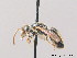  ( - BC ZSM HYM 09011)  @14 [ ] CreativeCommons - Attribution Non-Commercial Share-Alike (2010) Stefan Schmidt SNSB, Zoologische Staatssammlung Muenchen