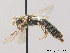  ( - BC ZSM HYM 09012)  @14 [ ] CreativeCommons - Attribution Non-Commercial Share-Alike (2010) Stefan Schmidt SNSB, Zoologische Staatssammlung Muenchen