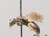  ( - BC ZSM HYM 09013)  @14 [ ] CreativeCommons - Attribution Non-Commercial Share-Alike (2010) Stefan Schmidt SNSB, Zoologische Staatssammlung Muenchen