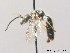  ( - BC ZSM HYM 09015)  @11 [ ] CreativeCommons - Attribution Non-Commercial Share-Alike (2010) Stefan Schmidt SNSB, Zoologische Staatssammlung Muenchen