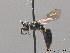  ( - BC ZSM HYM 09048)  @12 [ ] CreativeCommons - Attribution Non-Commercial Share-Alike (2011) Stefan Schmidt SNSB, Zoologische Staatssammlung Muenchen