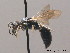  (Hylaeus pectoralis - BC ZSM HYM 09054)  @14 [ ] CreativeCommons - Attribution Non-Commercial Share-Alike (2011) Stefan Schmidt SNSB, Zoologische Staatssammlung Muenchen