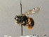  (Osmia cornuta - BC ZSM HYM 09547)  @14 [ ] CreativeCommons - Attribution Non-Commercial Share-Alike (2010) Stefan Schmidt SNSB, Zoologische Staatssammlung Muenchen
