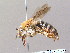  (Tetraloniella dentata - BC ZSM HYM 09990)  @15 [ ] CreativeCommons - Attribution Non-Commercial Share-Alike (2011) Stefan Schmidt SNSB, Zoologische Staatssammlung Muenchen