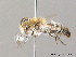  (Colletes acutus - BC ZSM HYM 10001)  @15 [ ] CreativeCommons - Attribution Non-Commercial Share-Alike (2011) Stefan Schmidt SNSB, Zoologische Staatssammlung Muenchen