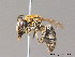 (Colletes hylaeiformis - BC ZSM HYM 10009)  @15 [ ] CreativeCommons - Attribution Non-Commercial Share-Alike (2011) Stefan Schmidt SNSB, Zoologische Staatssammlung Muenchen