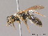  ( - BC ZSM HYM 10021)  @13 [ ] CreativeCommons - Attribution Non-Commercial Share-Alike (2011) Stefan Schmidt SNSB, Zoologische Staatssammlung Muenchen