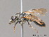  ( - BC ZSM HYM 10022)  @13 [ ] CreativeCommons - Attribution Non-Commercial Share-Alike (2011) Stefan Schmidt SNSB, Zoologische Staatssammlung Muenchen