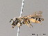  ( - BC ZSM HYM 10040)  @13 [ ] CreativeCommons - Attribution Non-Commercial Share-Alike (2011) Stefan Schmidt SNSB, Zoologische Staatssammlung Muenchen