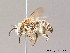  (Eucera malvae - BC ZSM HYM 10059)  @16 [ ] CreativeCommons - Attribution Non-Commercial Share-Alike (2011) Stefan Schmidt SNSB, Zoologische Staatssammlung Muenchen