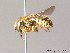  (Anthidium loti - BC ZSM HYM 10064)  @14 [ ] CreativeCommons - Attribution Non-Commercial Share-Alike (2011) Stefan Schmidt SNSB, Zoologische Staatssammlung Muenchen