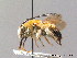  ( - BC ZSM HYM 09163)  @13 [ ] CreativeCommons - Attribution Non-Commercial Share-Alike (2010) Stefan Schmidt SNSB, Zoologische Staatssammlung Muenchen