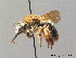  ( - BC ZSM HYM 09164)  @11 [ ] CreativeCommons - Attribution Non-Commercial Share-Alike (2010) Stefan Schmidt SNSB, Zoologische Staatssammlung Muenchen