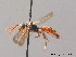  ( - BC ZSM HYM 09178)  @13 [ ] CreativeCommons - Attribution Non-Commercial Share-Alike (2010) Stefan Schmidt SNSB, Zoologische Staatssammlung Muenchen