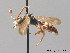  ( - BC ZSM HYM 09180)  @12 [ ] CreativeCommons - Attribution Non-Commercial Share-Alike (2010) Stefan Schmidt SNSB, Zoologische Staatssammlung Muenchen