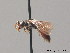  (Sphecodes niger - BC ZSM HYM 09185)  @14 [ ] CreativeCommons - Attribution Non-Commercial Share-Alike (2010) Stefan Schmidt SNSB, Zoologische Staatssammlung Muenchen