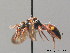  ( - BC ZSM HYM 09193)  @11 [ ] CreativeCommons - Attribution Non-Commercial Share-Alike (2010) Stefan Schmidt SNSB, Zoologische Staatssammlung Muenchen