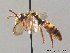  ( - BC ZSM HYM 09195)  @11 [ ] CreativeCommons - Attribution Non-Commercial Share-Alike (2010) Stefan Schmidt SNSB, Zoologische Staatssammlung Muenchen