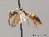  ( - BC ZSM HYM 09196)  @11 [ ] CreativeCommons - Attribution Non-Commercial Share-Alike (2010) Stefan Schmidt SNSB, Zoologische Staatssammlung Muenchen