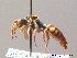  ( - BC ZSM HYM 09213)  @13 [ ] CreativeCommons - Attribution Non-Commercial Share-Alike (2010) Stefan Schmidt SNSB, Zoologische Staatssammlung Muenchen