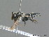  ( - BC ZSM HYM 09808)  @14 [ ] CreativeCommons - Attribution Non-Commercial Share-Alike (2010) Stefan Schmidt SNSB, Zoologische Staatssammlung Muenchen