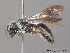  ( - BC ZSM HYM 09811)  @14 [ ] CreativeCommons - Attribution Non-Commercial Share-Alike (2010) Stefan Schmidt SNSB, Zoologische Staatssammlung Muenchen
