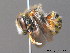  ( - BC ZSM HYM 09820)  @13 [ ] CreativeCommons - Attribution Non-Commercial Share-Alike (2010) Stefan Schmidt SNSB, Zoologische Staatssammlung Muenchen