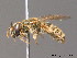  ( - BC ZSM HYM 09825)  @14 [ ] CreativeCommons - Attribution Non-Commercial Share-Alike (2010) Stefan Schmidt SNSB, Zoologische Staatssammlung Muenchen