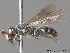  ( - BC ZSM HYM 09837)  @13 [ ] CreativeCommons - Attribution Non-Commercial Share-Alike (2010) Stefan Schmidt SNSB, Zoologische Staatssammlung Muenchen