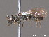  ( - BC ZSM HYM 09838)  @13 [ ] CreativeCommons - Attribution Non-Commercial Share-Alike (2010) Stefan Schmidt SNSB, Zoologische Staatssammlung Muenchen