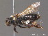  ( - BC ZSM HYM 09849)  @11 [ ] CreativeCommons - Attribution Non-Commercial Share-Alike (2010) Stefan Schmidt SNSB, Zoologische Staatssammlung Muenchen