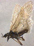  (Brachyptera risi - BC ZSM AQU 00009)  @13 [ ] CreativeCommons - Attribution Non-Commercial Share-Alike (2010) Unspecified SNSB, Zoologische Staatssammlung Muenchen