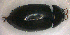  (Hydrochara caraboides - BC ZSM AQU 00024)  @13 [ ] CreativeCommons - Attribution Non-Commercial Share-Alike (2010) Unspecified SNSB, Zoologische Staatssammlung Muenchen