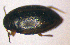  ( - BC ZSM AQU 00027)  @13 [ ] CreativeCommons - Attribution Non-Commercial Share-Alike (2010) Unspecified SNSB, Zoologische Staatssammlung Muenchen