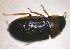  ( - BC ZSM AQU 00031)  @12 [ ] CreativeCommons - Attribution Non-Commercial Share-Alike (2010) Unspecified SNSB, Zoologische Staatssammlung Muenchen