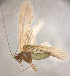  ( - BC ZSM AQU 00061)  @13 [ ] CreativeCommons - Attribution Non-Commercial No Derivatives (2010) Unspecified SNSB, Zoologische Staatssammlung Muenchen