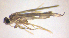  ( - BC ZSM AQU 00064)  @11 [ ] CreativeCommons - Attribution Non-Commercial No Derivatives (2010) Unspecified SNSB, Zoologische Staatssammlung Muenchen