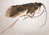  ( - BC ZSM AQU 00068)  @12 [ ] CreativeCommons - Attribution Non-Commercial No Derivatives (2010) Unspecified SNSB, Zoologische Staatssammlung Muenchen