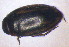  ( - BC ZSM AQU 00091)  @12 [ ] CreativeCommons - Attribution Non-Commercial Share-Alike (2010) Unspecified SNSB, Zoologische Staatssammlung Muenchen