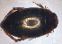  ( - BC ZSM AQU 00093)  @12 [ ] CreativeCommons - Attribution Non-Commercial Share-Alike (2010) Unspecified SNSB, Zoologische Staatssammlung Muenchen