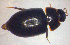  ( - BC ZSM AQU 00094)  @12 [ ] CreativeCommons - Attribution Non-Commercial Share-Alike (2010) Unspecified SNSB, Zoologische Staatssammlung Muenchen