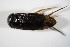  ( - BCZSMAQU001085)  @12 [ ] CreativeCommons - Attribution Non-Commercial Share-Alike (2015) Unspecified SNSB, Zoologische Staatssammlung Muenchen