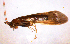  ( - BC ZSM AQU 00115)  @12 [ ] CreativeCommons - Attribution Non-Commercial No Derivatives (2010) Unspecified SNSB, Zoologische Staatssammlung Muenchen