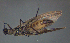  ( - BC ZSM AQU 00196)  @13 [ ] CreativeCommons - Attribution Non-Commercial Share-Alike (2010) Unspecified SNSB, Zoologische Staatssammlung Muenchen