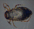  ( - BC ZSM AQU 00236)  @13 [ ] CreativeCommons - Attribution Non-Commercial Share-Alike (2010) Unspecified SNSB, Zoologische Staatssammlung Muenchen