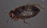  ( - BC ZSM AQU 00237)  @12 [ ] CreativeCommons - Attribution Non-Commercial Share-Alike (2010) Unspecified SNSB, Zoologische Staatssammlung Muenchen