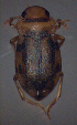  ( - BC ZSM AQU 00248)  @11 [ ] CreativeCommons - Attribution Non-Commercial Share-Alike (2010) Unspecified SNSB, Zoologische Staatssammlung Muenchen