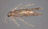  ( - BC ZSM AQU 00264)  @13 [ ] CreativeCommons - Attribution Non-Commercial No Derivatives (2010) Unspecified SNSB, Zoologische Staatssammlung Muenchen